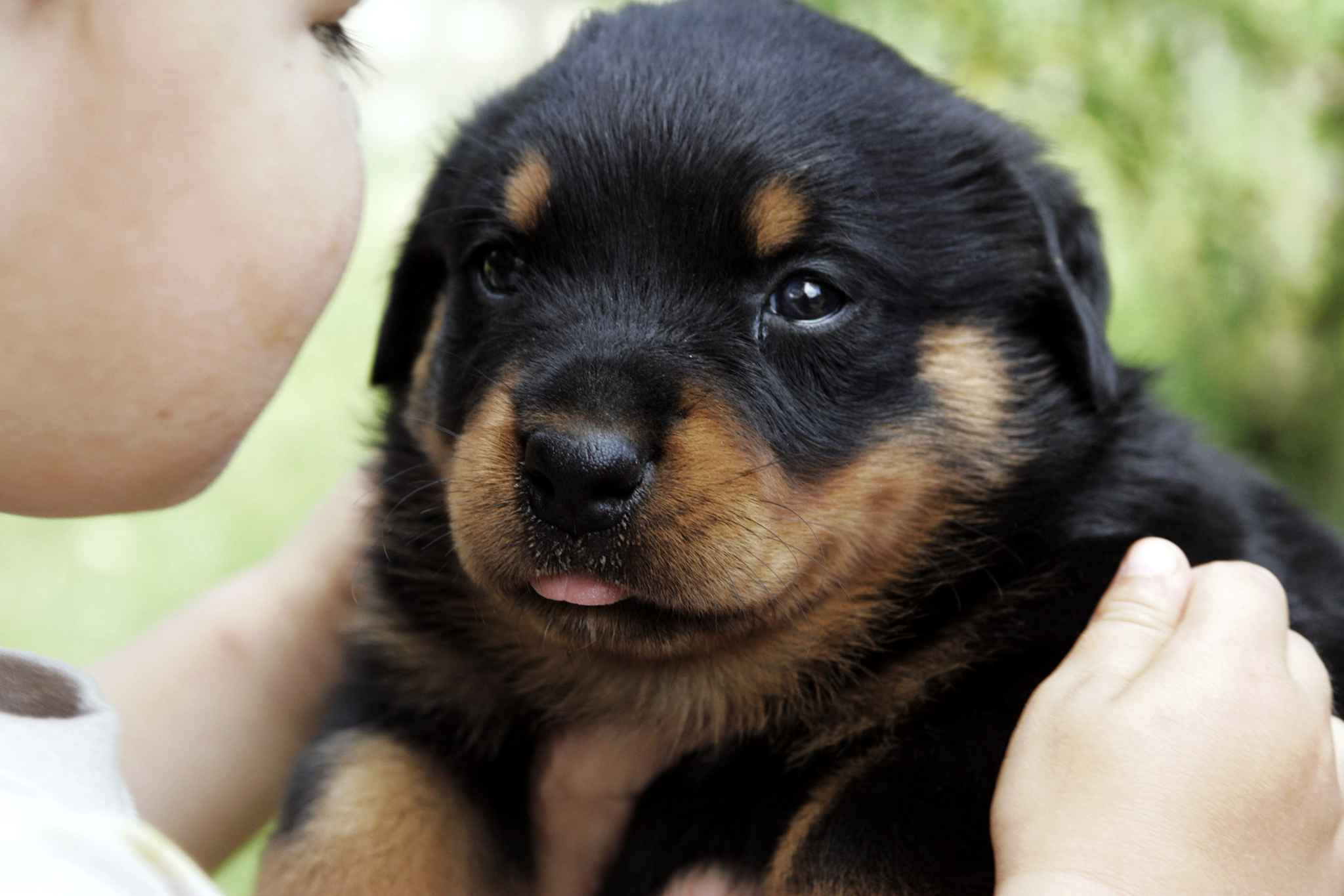 Comment choisir son chiot ?